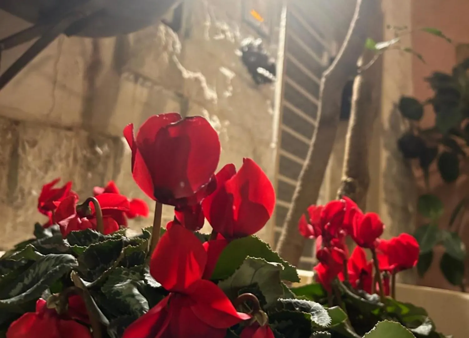 B&B Bari Vecchia R